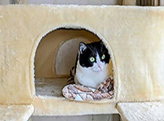 完全室内飼いの脱走