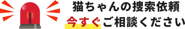 猫ちゃんの捜索依頼今すぐご相談ください