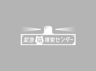 猫がいなくなったらペット捜索｜緊急猫捜索センター